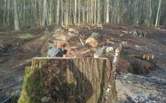 За рубки із порушеннями 28 посадовців Виноградівського лісгоспу покарали на на понад 3,5 тис грн