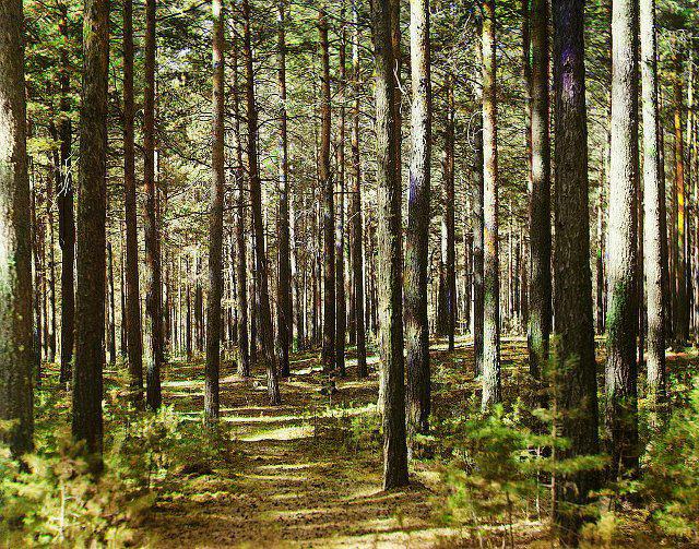 На Тячівщині повідомлено про підозру закарпатці, яка шахрайським шляхом заволоділа землями лісу