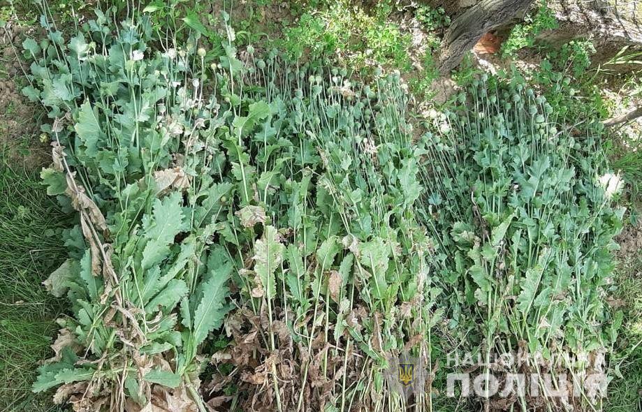 На Перечинщині й Мукачівщині за добу вилучили майже 700 рослин снодійного маку 