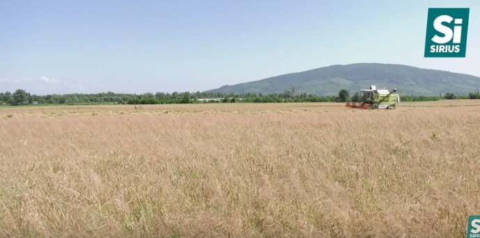 На Виноградівщині стартували жнива ранніх зернових культур (ВІДЕО)