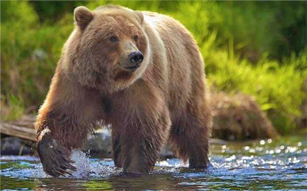 WWF спільно з Німецьким інститутом провели тренінги для мисливознавців Закарпаття на тему збереження бурих ведмедів