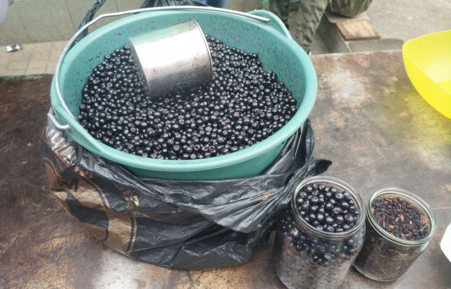 У Мукачеві ціна кілограму чорниць зросла з 40 до 80 грн (ФОТО)