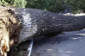 За пів дня рятувальники тричі виїжджали на місця падіння дерев на Закарпатті