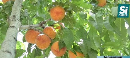 Цьогорічний врожай персиків на Берегівщині господарів не радує (ВІДЕО)