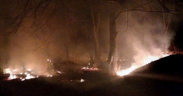 Лісівники запевняють, що "лісова пожежа" на Берегівщині локалізована