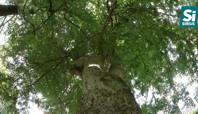 Найстарішим деревам Ужгорода – 400 років (ВІДЕО)