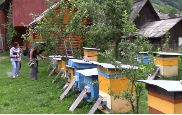 На Рахівщині провели пошукові експедиції з оцінки та відбору проб для досліджень карпатської бджоли (ВІДЕО)
