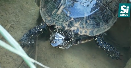 На Ужі в Ужгороді оселилася черепаха (ВІДЕО)