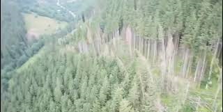 На Закарпатті припинено незаконну схему розкрадання деревини у Карпатському біосферному заповіднику (ФОТО, ВІДЕО)