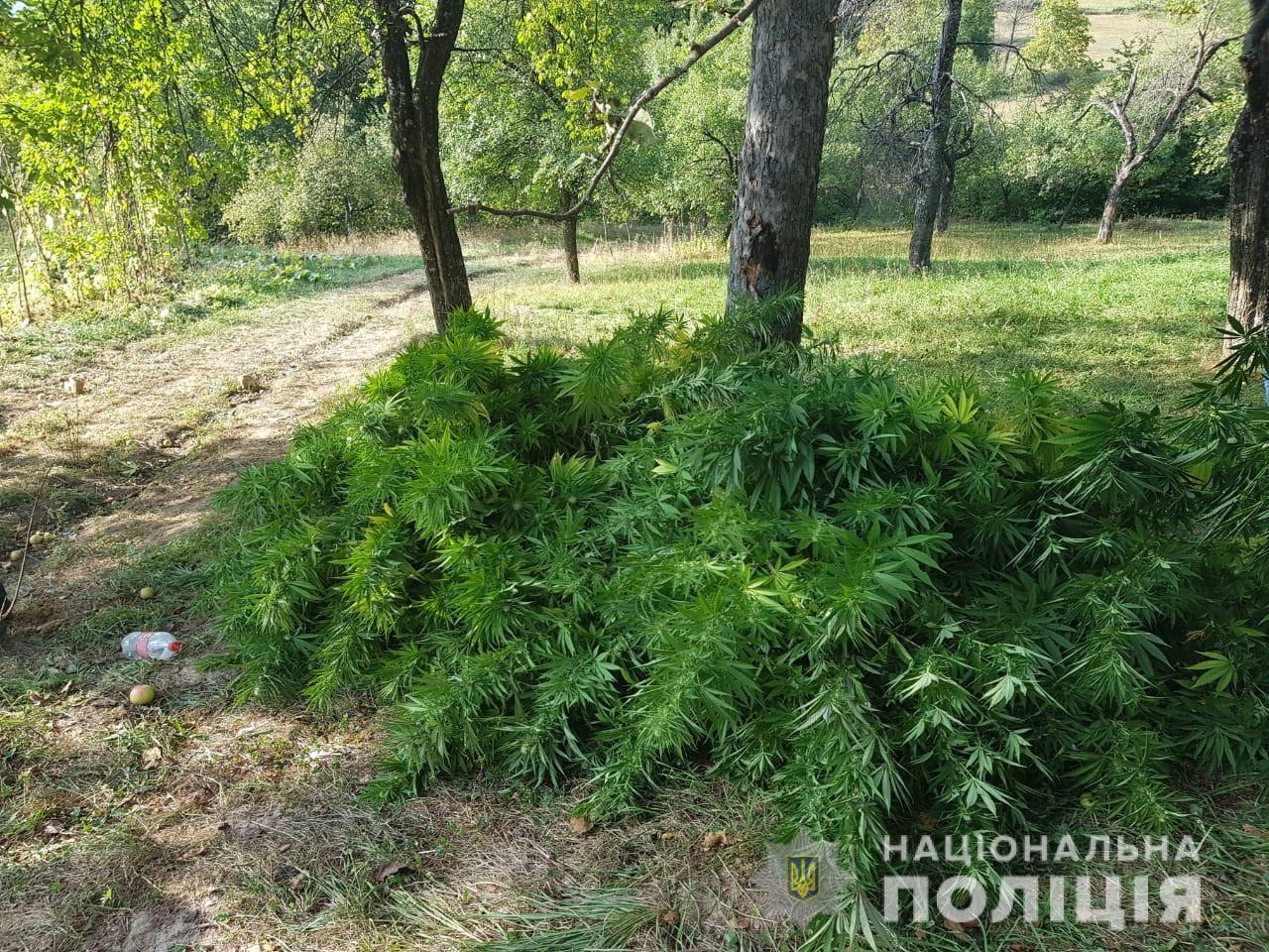 На Іршавщині на присадибній ділянці виявили 175 кущів конопель і пристрої для куріння (ФОТО)