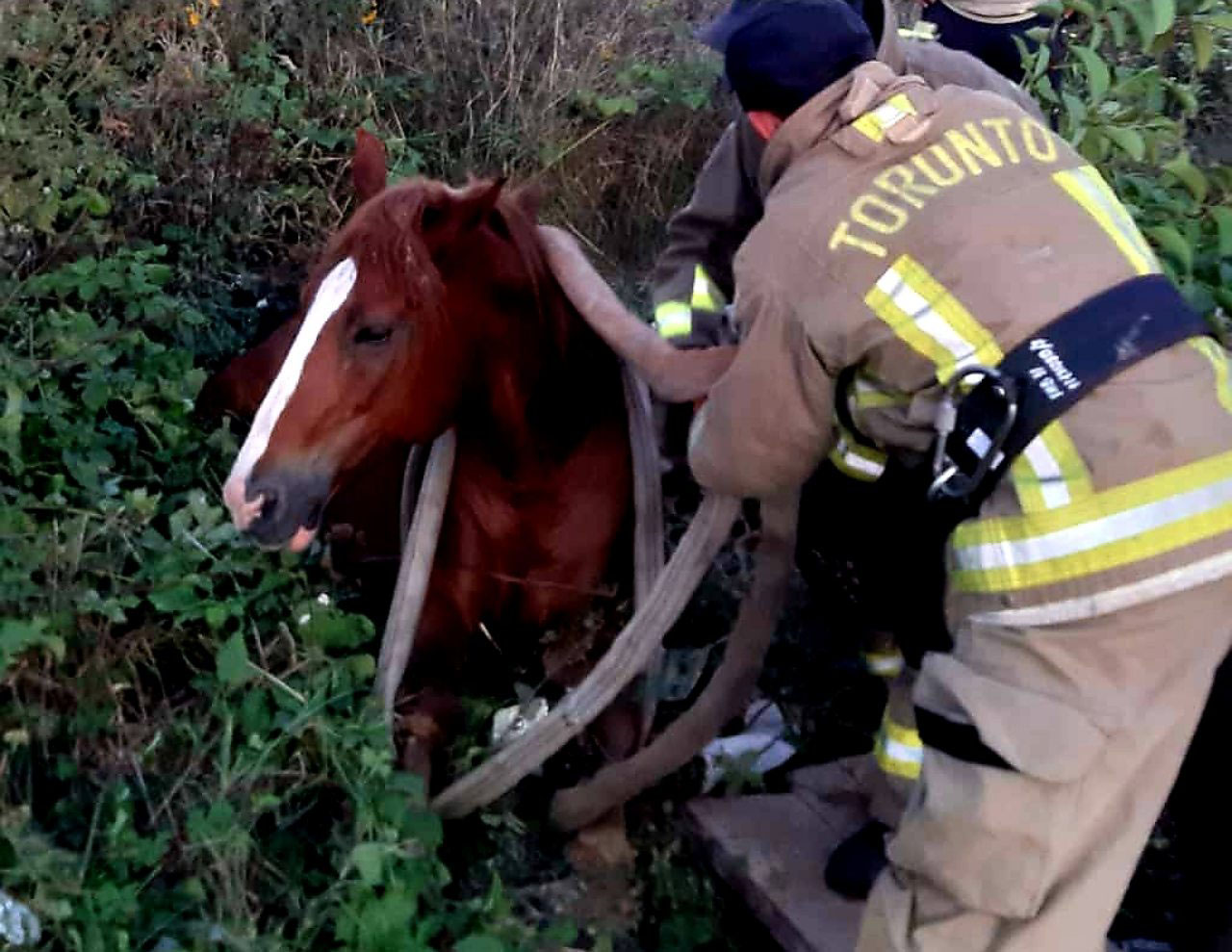 В Ужгороді рятували коня, що застряг у каналізаційну шахту (ФОТО)