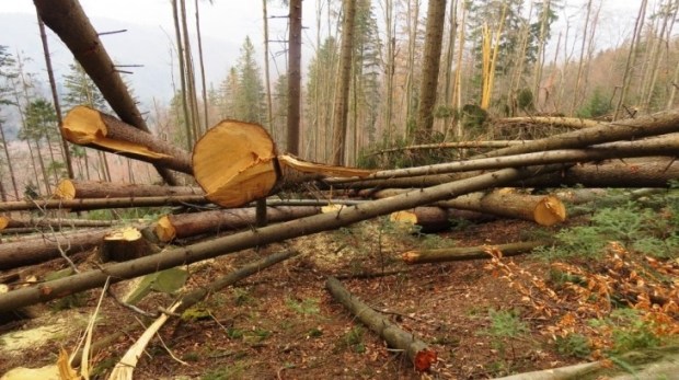 За фактом масштабних порушень у кількох лісництвах Тячівщини зареєстровано кримінальне провадження