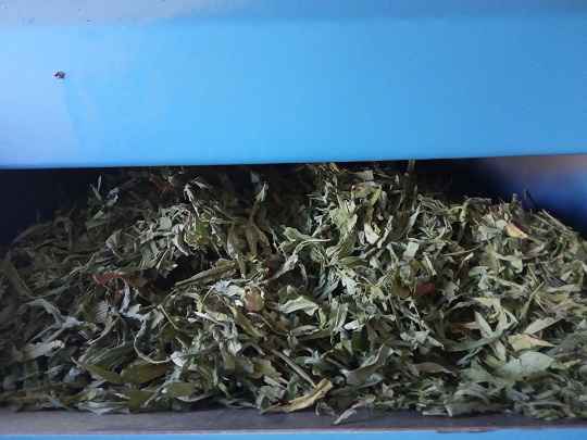 У закарпатському "Зачарованому краї" почали збирати та переробляти чай із лікарських та екологічно чистих трав