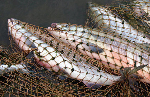 Від сьогодні на Закарпатті до 10 січня заборонено вилов риби та інших біоресурсів