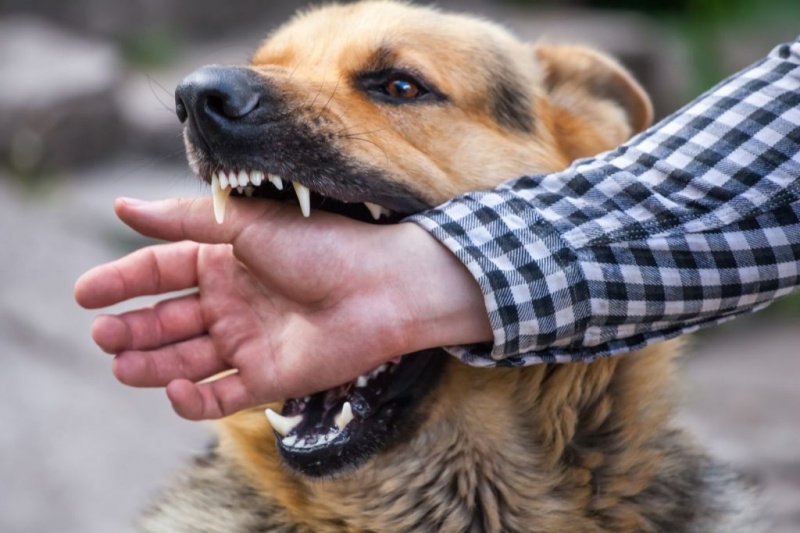 З початку року в Ужгороді 5 містян звернулися до лікарів із приводу укусів собак
