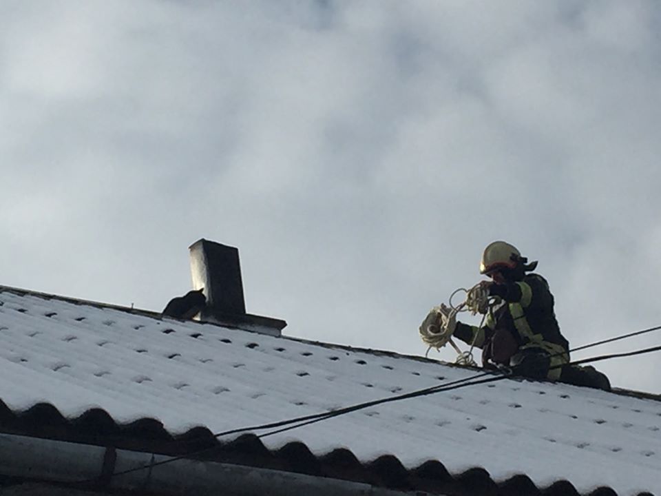У Тячеві рятувальники знімали з даху кота (ФОТО)