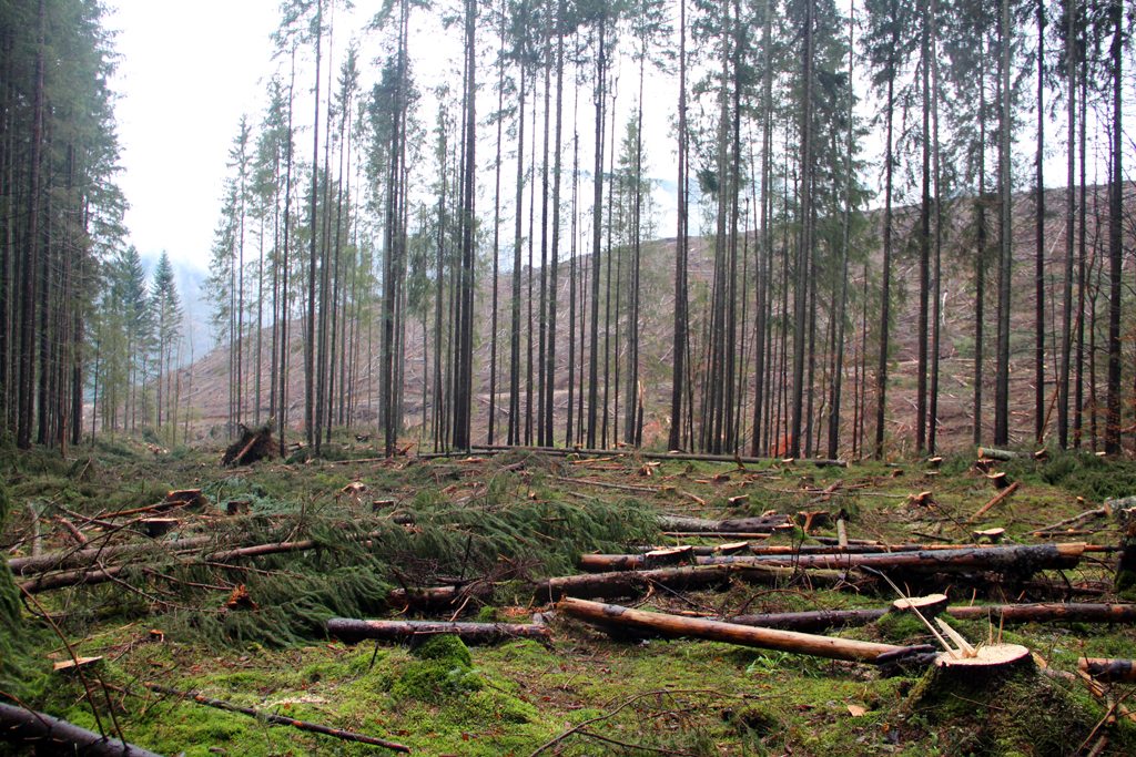 У Ясінянському ЛМГ під суцільною санітарною рубкою вирубується здоровий ліс для комерції – природозахисники