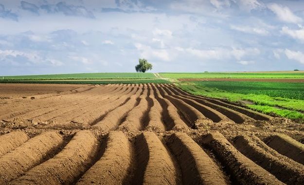 На Ужгородщині прокуратура вимагає визнати недійсним договір про незаконне використання 172 га земель сільськогосппризначення