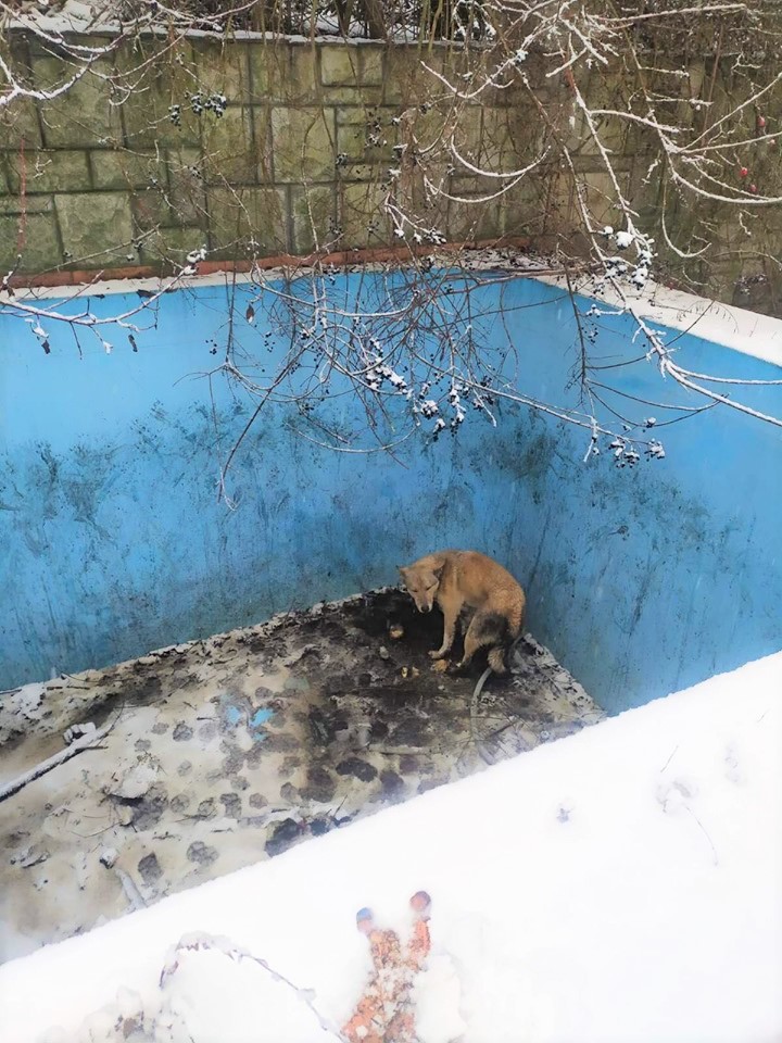 В Ужгороді врятували собаку, що впав у порожній басейн і пробув там два дні (ФОТО)