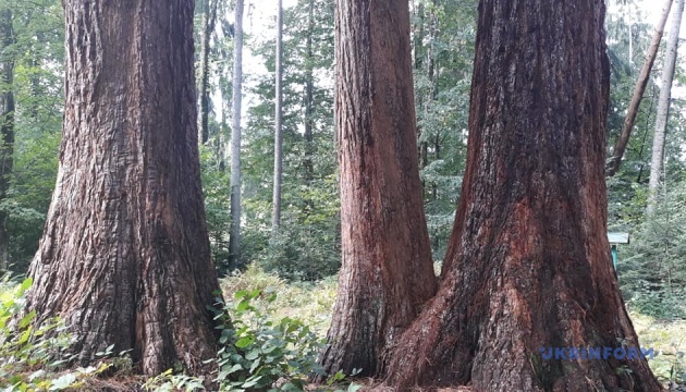 На Закарпатті ростуть чотири сторічні секвоядендрони – одні з найвищих дерев світу (ФОТО)