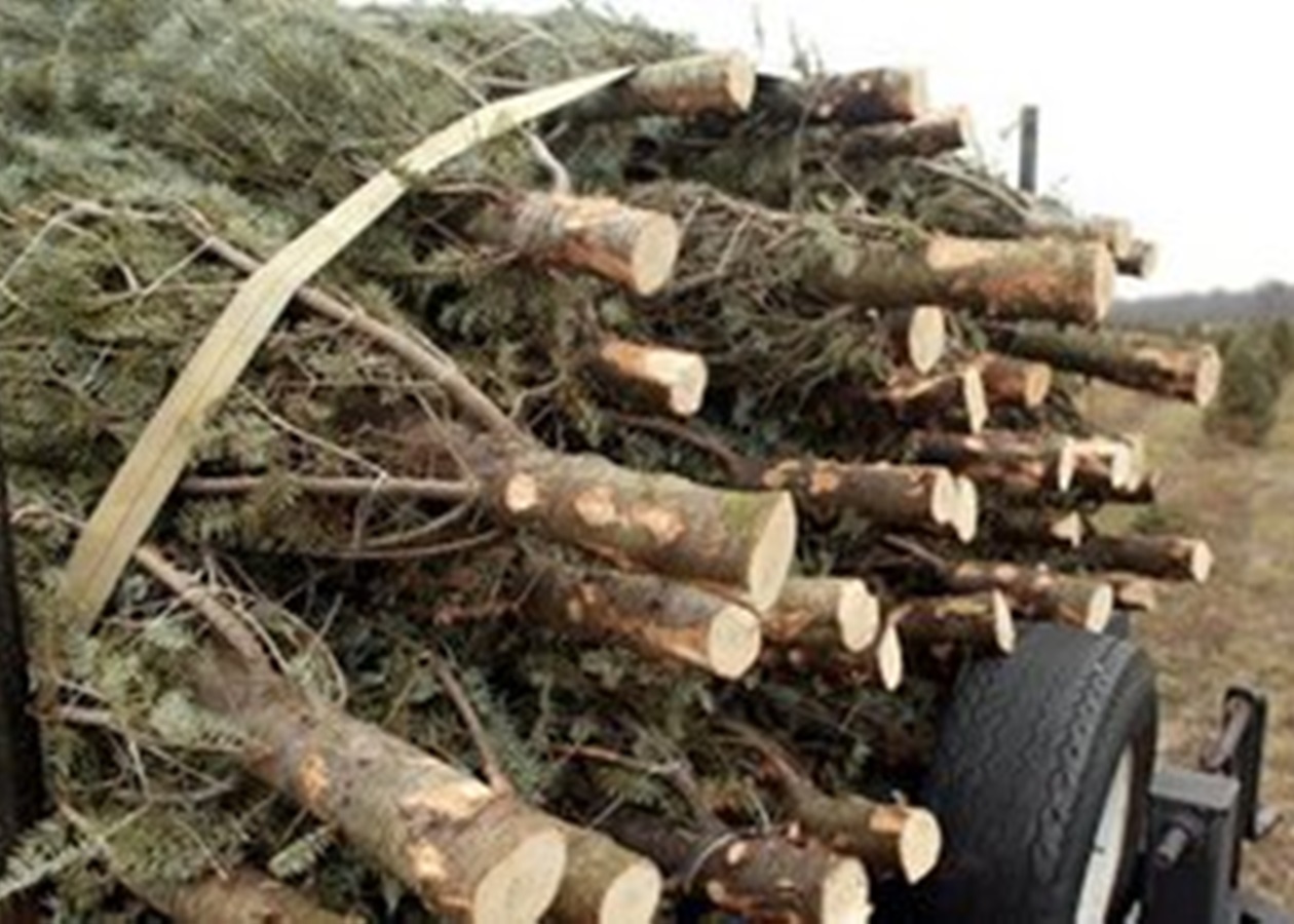 До суду скеровано обвинувальний акт щодо майстра лісу, що на Воловеччині допустив порубку ялин на понад 98 тис грн