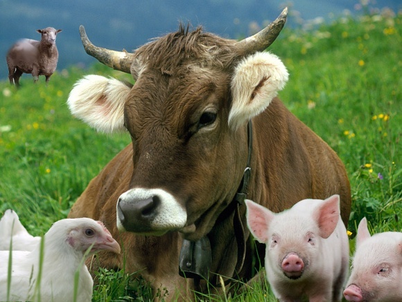 Підприємства Закарпаття зменшили обсяг вирощування сільськогосподарських тварин на 25,8%