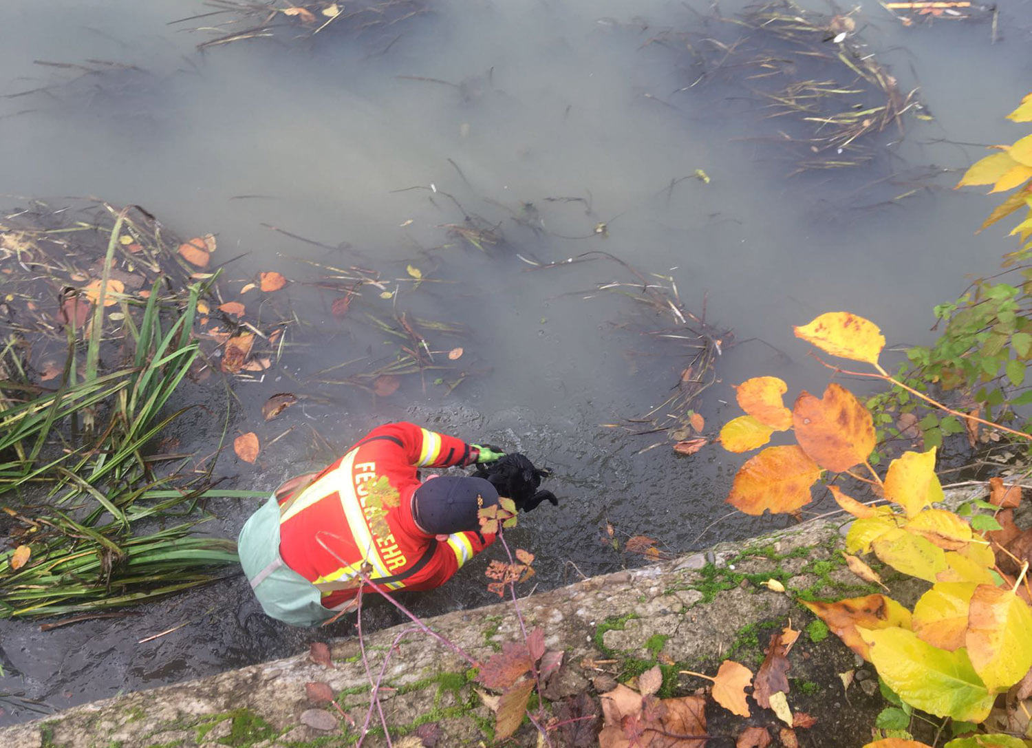 У Хусті врятували собаку, що дві доби не міг вибратися з острівця посеред річки (ФОТО)