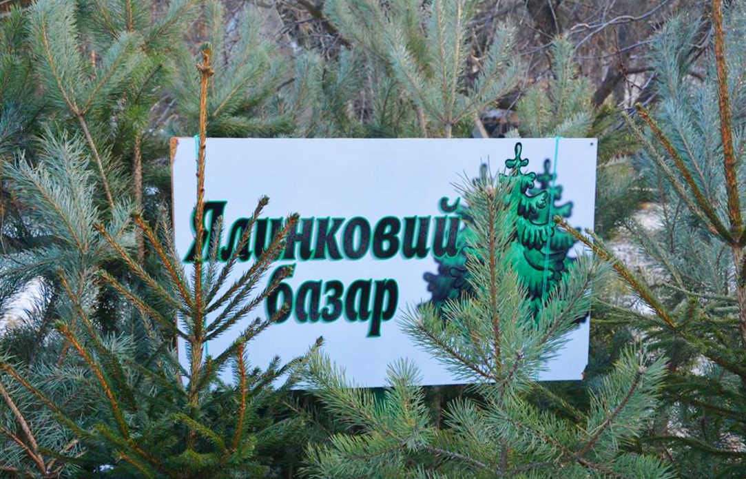 В Ужгороді й Мукачеві визначили місця продажу новорічних ялинок