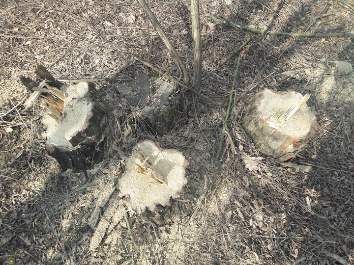 У Боздоському парку в Ужгороді невідомі вирубали два десятки дерев (ФОТО)