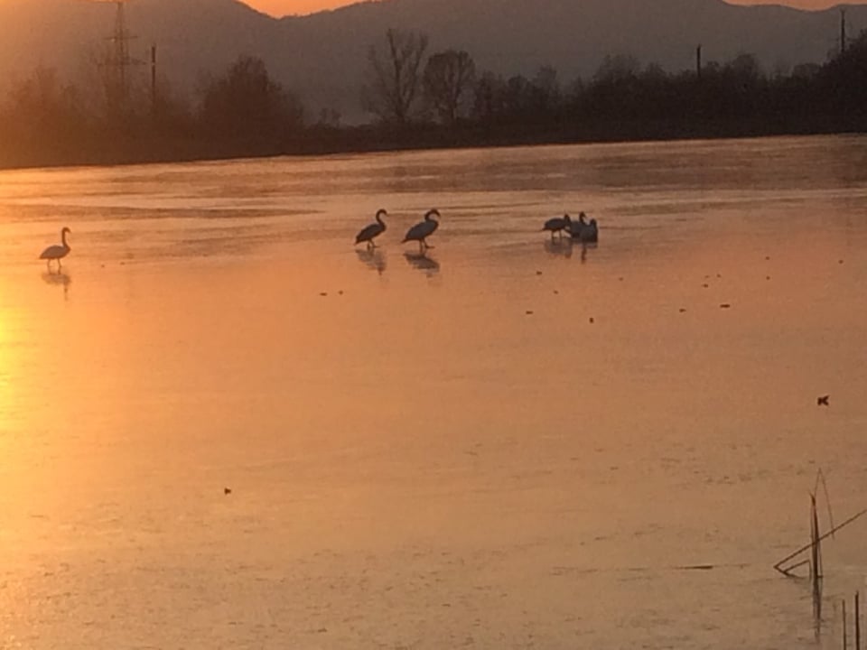 На Тячівщині, рятуючи лебедів, рятувальники рубали кригу на озері (ФОТО)