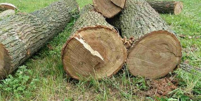 На Рахівщині через недбалість лісника вирубано 36 дерев на суму 200 тис грн