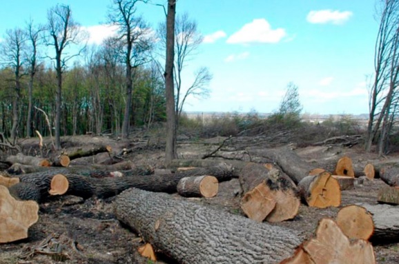 На Рахівщині за повідомленнями активістів та журналістів зареєстровано провадження про незаконні вирубки у Ясінянському лісгоспі