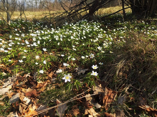 У лісах Перечинщини квітнуть анемони (ФОТО)