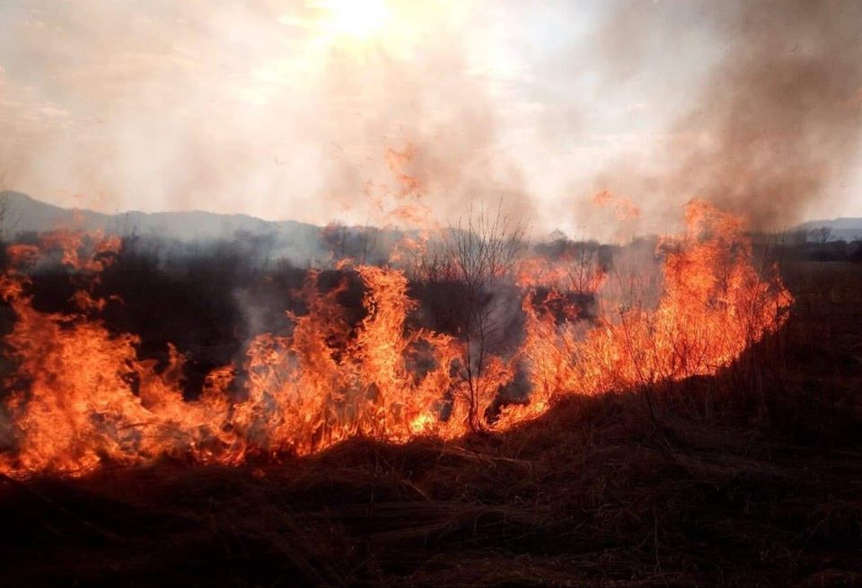 На Закарпатті внаслідок спалювання сухої трави горіла Долина нарцисів (ФОТО)