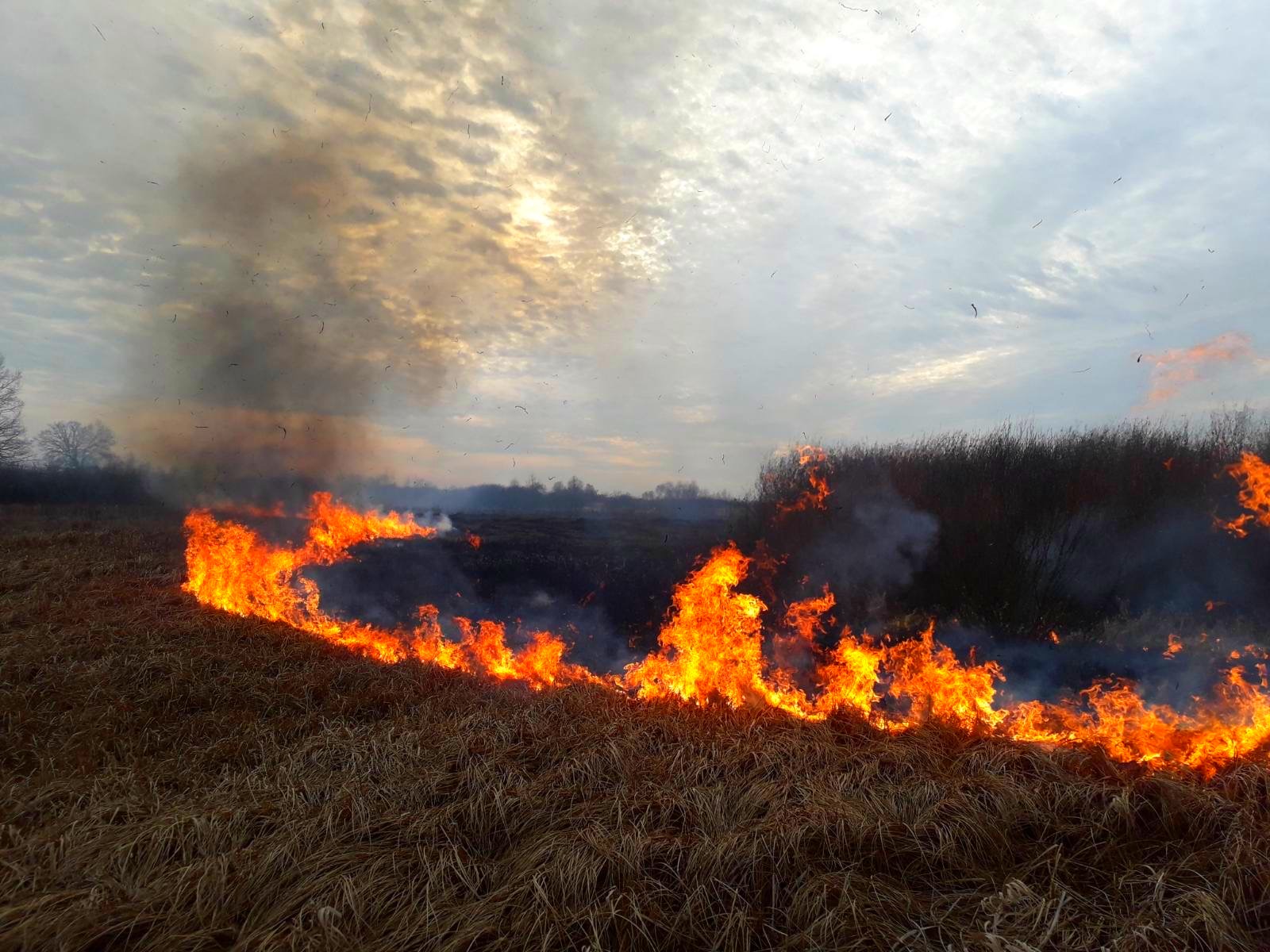 Пожежі сухої трави та сміття на Закарпатті цьогоріч набули загрозливих масштабів (ВІДЕО)
