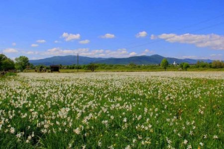 Закарпатська Долина нарцисів в період цвітіння буде закрита для відвідування