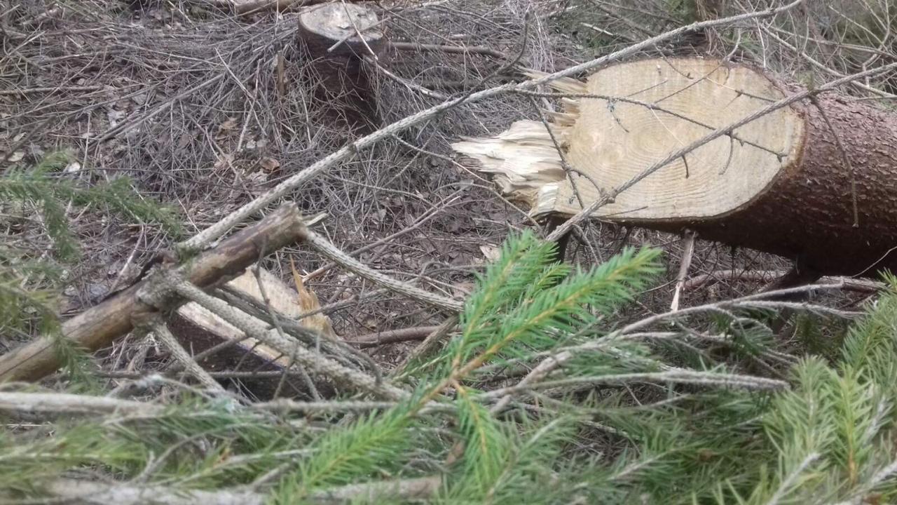 Поблизу кордону на Закарпатті прикордонники під час патрулювання виявили незаконну порубку дерев (ФОТО)