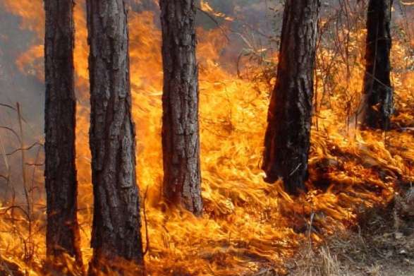 Пожежа в нацпарку на Іршавщині знищила лісову підстилку та 2 га молодих дерев