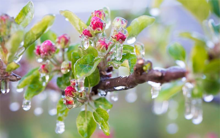 Синоптики попереджають про значне похолодання і нічні заморозки на Закарпатті, небезпечні для ранніх плодових