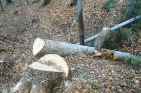 Комісія завершила розслідування смертельного випадку, що стався з лісорубом на Тячівщині
