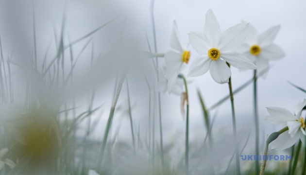 Завдяки прохолодній весні Долини нарцисів на Закарпатті цвістиме до кінця травня (ФОТО)