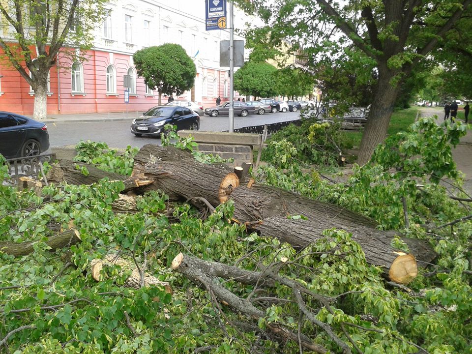 В Ужгороді на пл. Петефі комунальники зрізали велике багаторічне дерево (ФОТО)