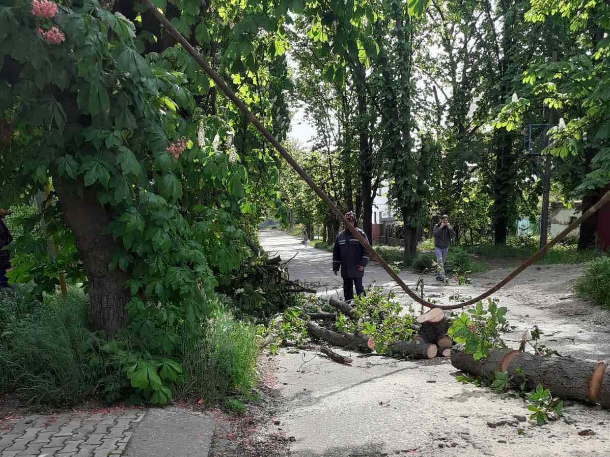 Вітер повалив дерево на газову магістральну трубу в Ужгороді, залишивши без газу 11 абонентів (ФОТО, ВІДЕО)
