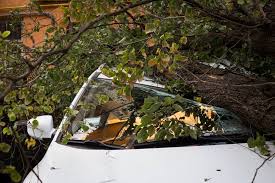 В Ужгороді дерево, впавши на дорогу, пошкодило Opel Vivaro