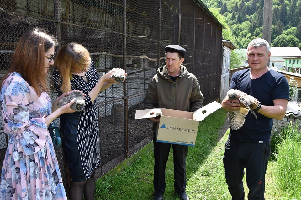 До реабілітаційного центру хижих птахів на Закарпатті передали трьох знайдених совенят, що випали з гнізда (ФОТО)
