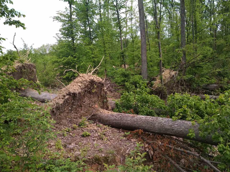 Майже 500 гектарів лісу пошкоджено буреломом та вітровалом на Берегівщині (ФОТО)