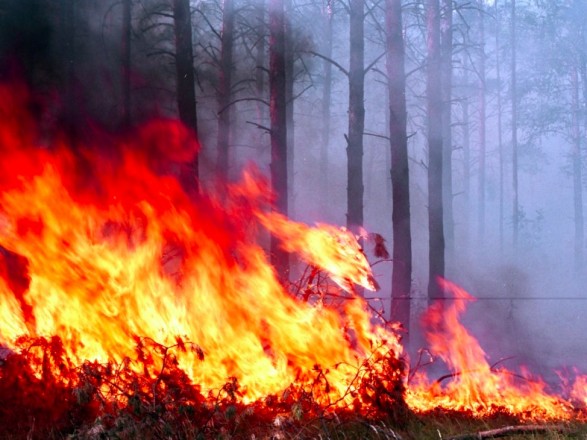 На Перечинщині скеровано до суду обвинувальний акт щодо молодика, що спалив близько пів гектара лісу
