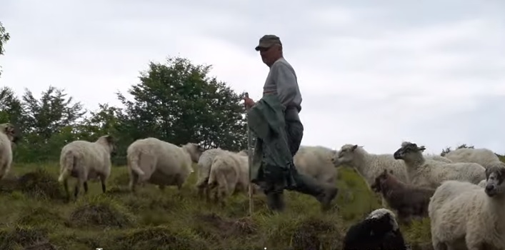 Вівчарі та сировари об’єдналися на Хустщині, щоб врятувати давнє ремесло (ВІДЕО)