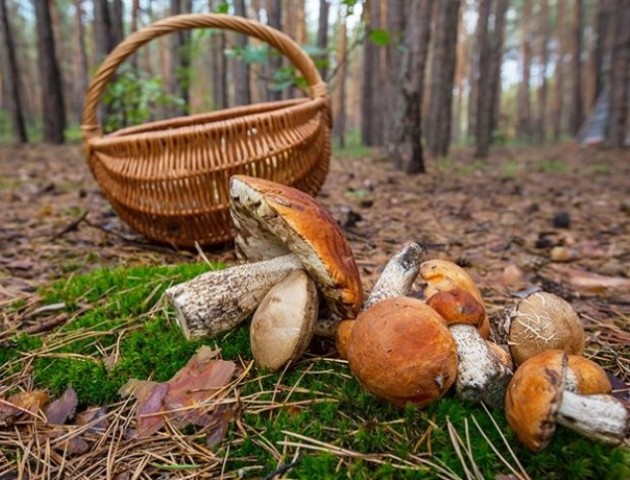 У Мукачеві знайшли і повернули додому 5-ох грибників, що заблукали й добу провели у лісі