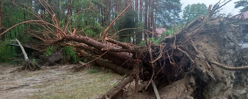 Вівторкова негода на Закарпатті повалила кілька дерев